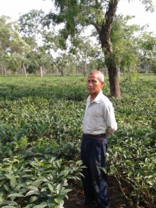 Umeshwar Phukan at his tea-farm
