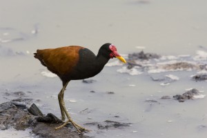 shutterstock_170287751