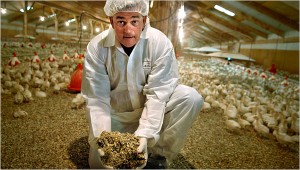 turkey manure