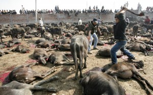 A buffalo is sacrificed near Gadhimai Temple