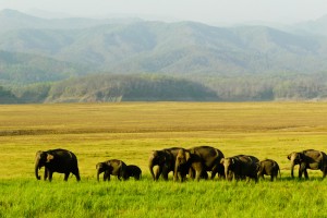Savingindianforest2