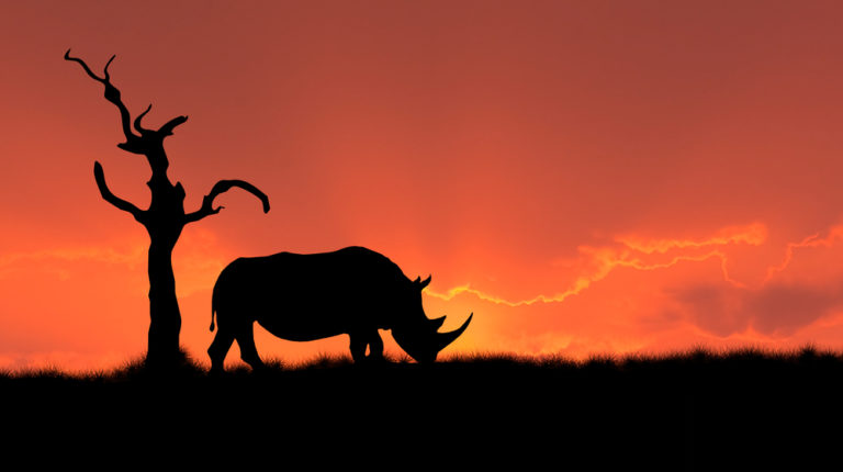 A farce in the name of World Environment Day