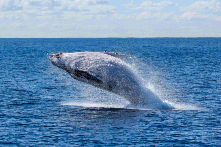Saving the Whale Shark — No Room for Ahabs