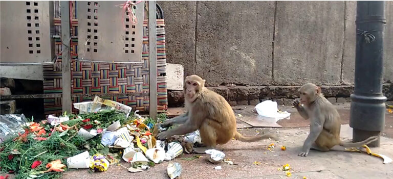 Thinking about the Urban Macaques of India
